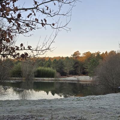 Matin de gelée