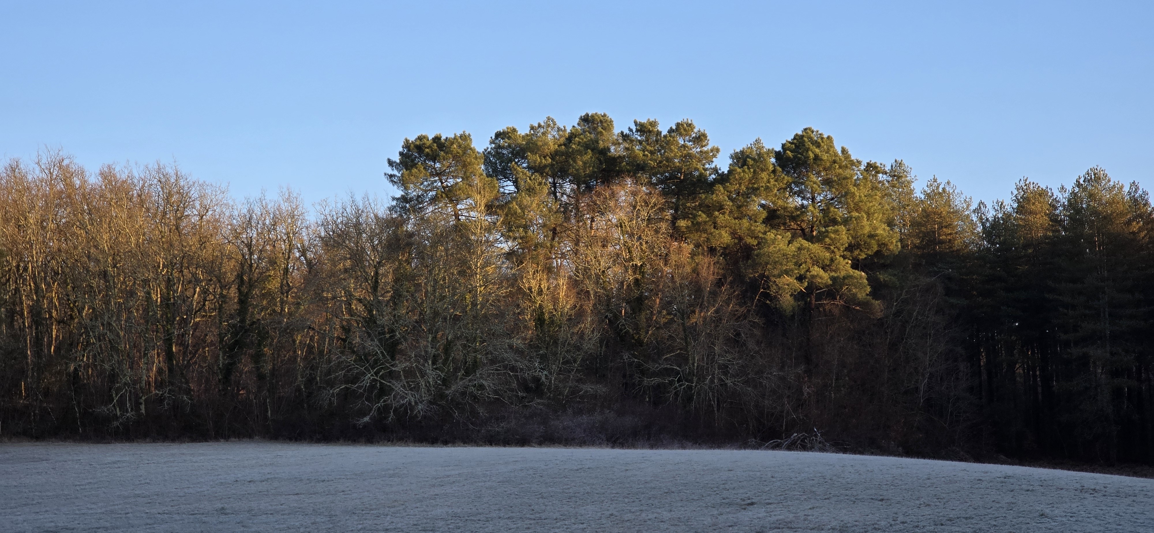 Matin de gelée