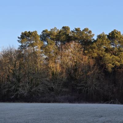Matin de gelée